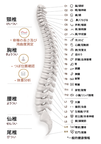 健康のカギは、背骨にあります  
〜背骨ケアが“全身のコンディション”を左右する理由〜
