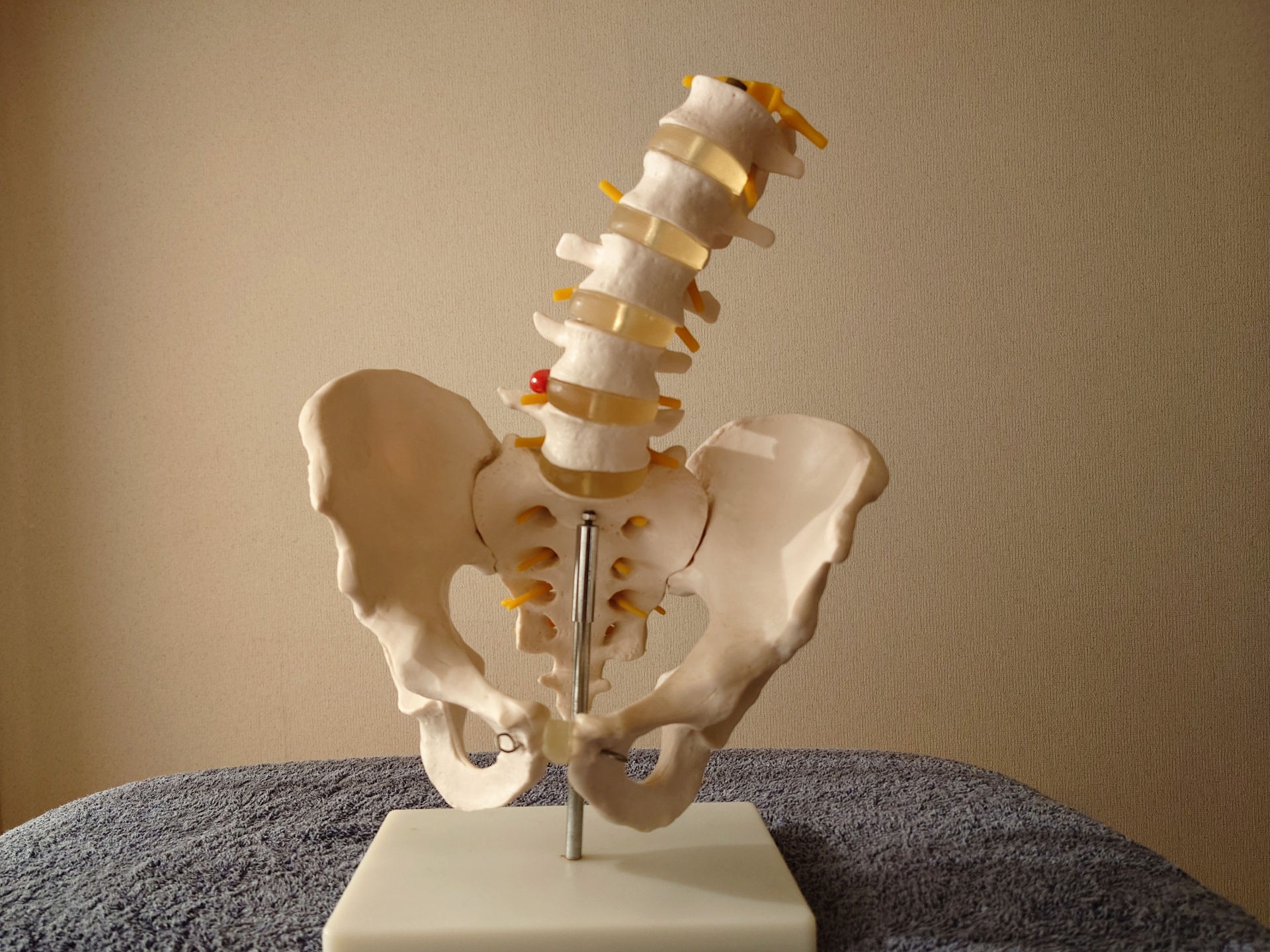 冷え性の原因は背骨にあった？血流と神経から考える冷え対策