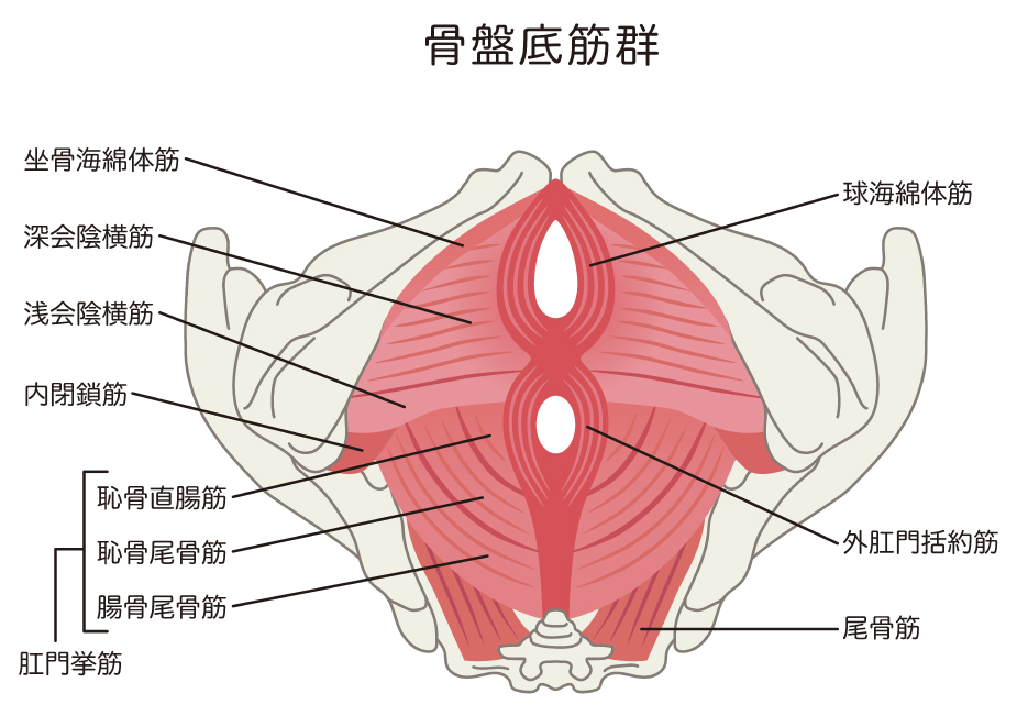 骨盤底筋群に着目したアプローチ