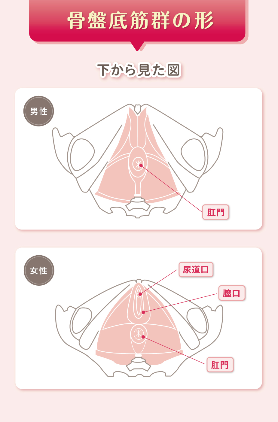 pelluna（ペルーナ）｜骨盤底筋男女の違い