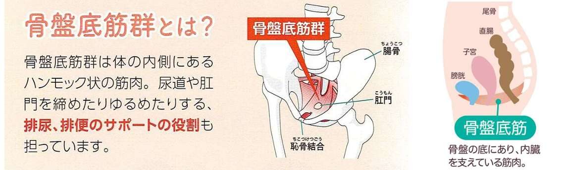 骨盤底筋群とは|骨盤の底にあり内臓を支えているハンモック状の筋肉